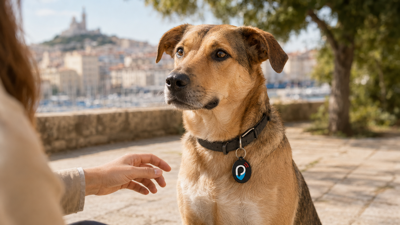 Un chien porte un médaillon PocTag à son collier